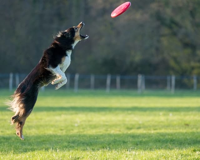 Dog playing with frisbee