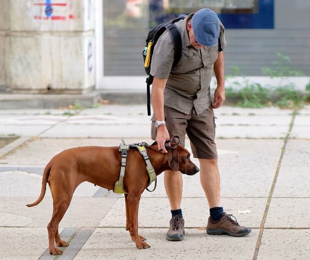 Man with dog and harness
