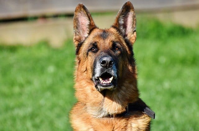 German Shepard Guard Dog