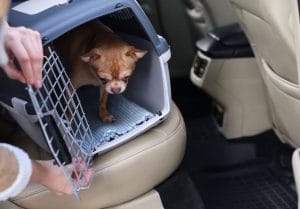 how to crate train your puppy