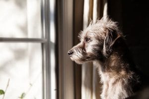 dog separation anxiety training