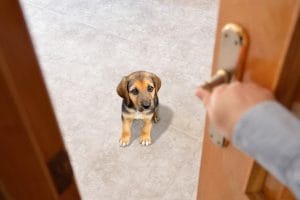 how to fix separation anxiety in dogs