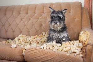 dog separation anxiety medication