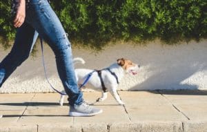 obedience training for dogs for every size