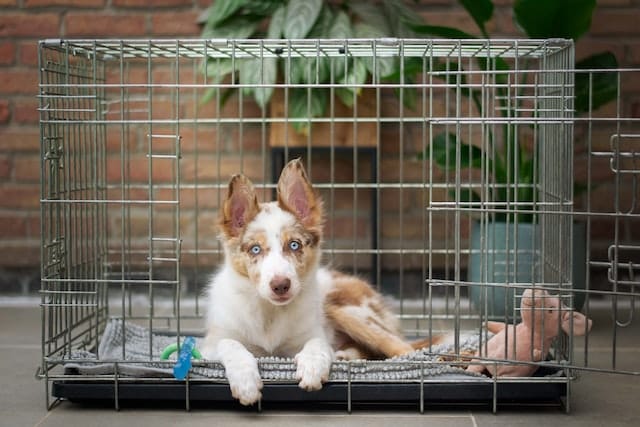 dog in crate