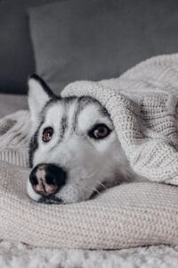 dog under blanket