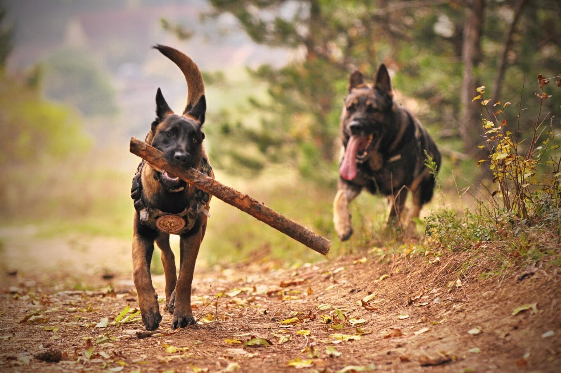 2 German Shepards Playing
