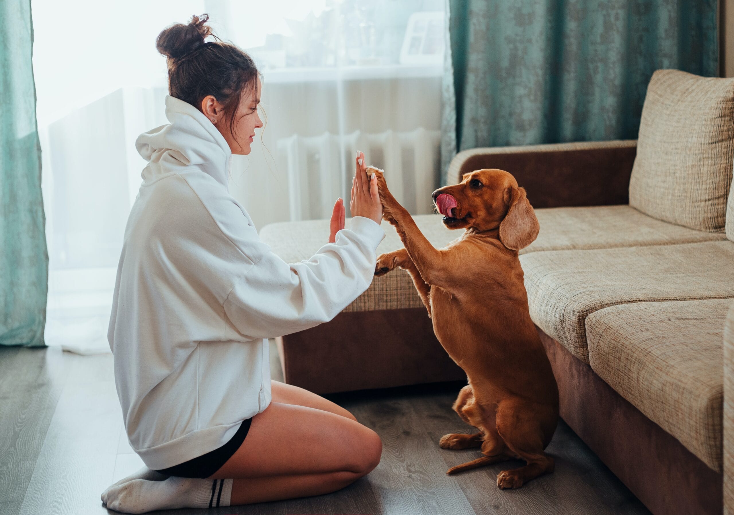 How to Take Care of a Dog as a New Dog Owner?