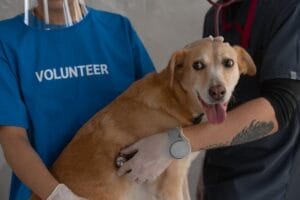 How-Vets-Handle-Chicken-Bone-Ingestion-in-Dogs