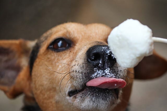 Pupsicles-recipe