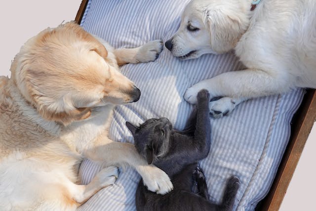 How to stop my dog from attacking my cat?